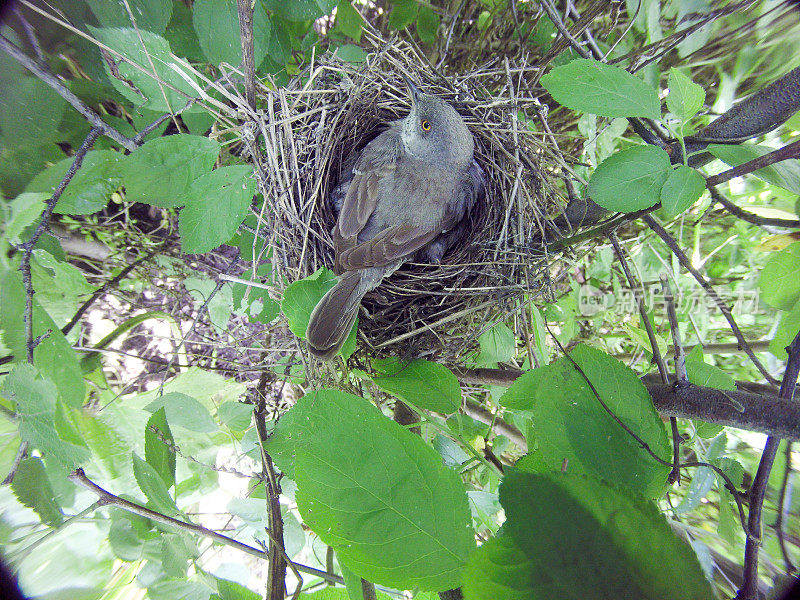 斑林莺(Sylvia nisoria)。巢的鸟